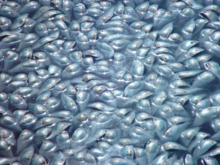 Illustration for article titled What Do Fertilizer, Omega-3 Pills, and Pig Feed Have in Common? A Fish